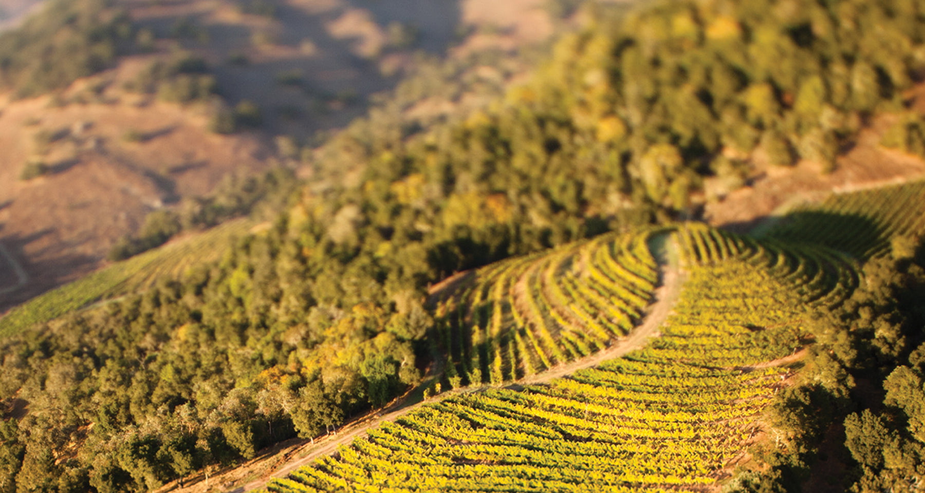 Wine grapevines on terraced hillsides with a scenic background
